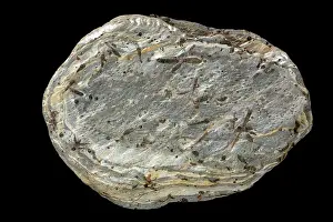 Schist: Staurolite Garnet Schist