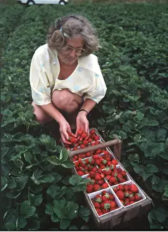 Strawberries: STAWBERRIES - being picked