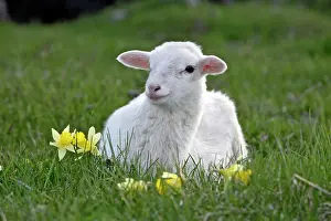 Croix: St.Croix Lamb - resting at pasture by daffodil flowers