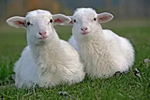 Croix: St.Croix Lambs - sitting together in grass - portrait