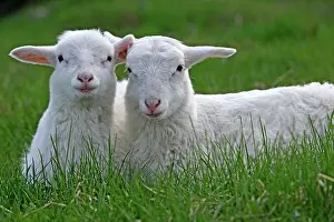 Croix: St.Croix Lambs - two young resting together at pasture