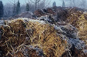 Pile: Steaming manure heap