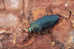 Cyanea: Steelblue jewel beetle (Phaenops cyanea), Drome