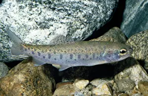 Steelhead: STEELHEAD - WHOLE BODY & ROCKS