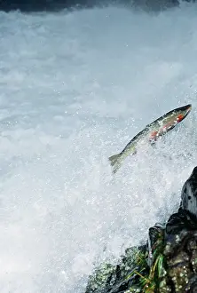Steelhead: Steelhead / Rainbow Trout - Sea going Rainbow Trout