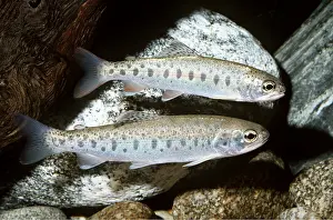Rainbow: STEELHEAD / Sea-Run Rainbow Trout - pair by rocks