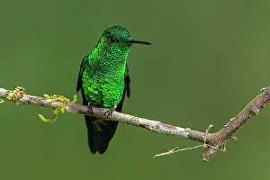 Steely: Steely-vented Hummingbird, Las Tangaras Bird Reserve