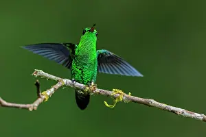 Steely: Steely-vented Hummingbird, Las Tangaras Bird Reserve