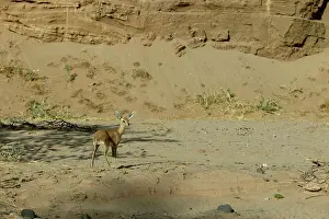 Campestris: Steenbok