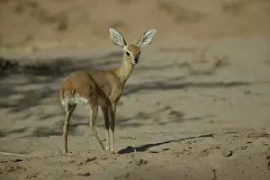 Campestris: Steenbok