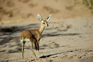 Campestris: Steenbok
