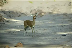 Campestris: Steenbok