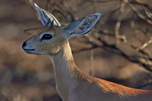 Campestris: Steenbok