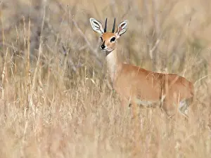 Campestris: Steenbok