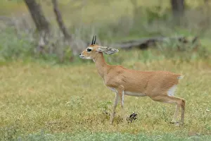 Campestris: Steenbok
