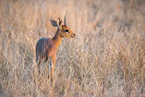 Campestris: Steenbok