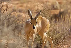 Campestris: Steenbok - in dry grassland. Kalahari Desert