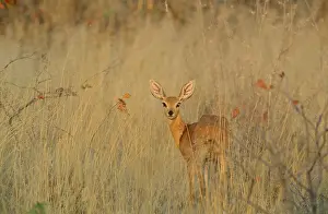 Campestris: Steenbok - female in the evening