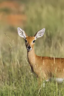Campestris: Steenbok - female - Kalahari Desert, Kgalagadi Transfrontier