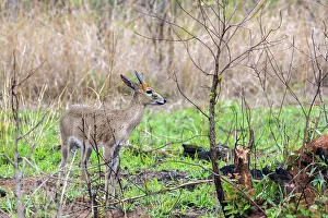 Campestris: Steenbok in Kruger National park, South Africa
