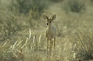 Campestris: Steenbok - Male