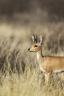 Campestris: Steenbok - male - Kalahari Desert, Kgalagadi Transfrontier
