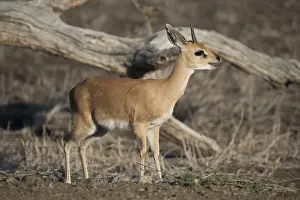 Campestris: Steenbok - Male - Kruger National Park, Transvaal