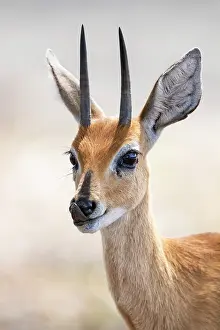 Snouts: Steenbok (Raphicerus campestris), adult male close-up