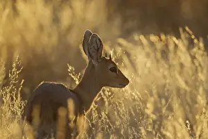 Campestris: Steenbok - young male in the late evening - Kalahari
