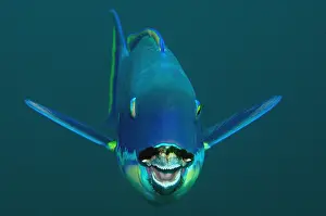 Dampier: Steephead Parrotfish - Blue Magic dive site, Mioskon