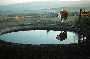Made: Steer standing by dewpond, Derbyshire, UK