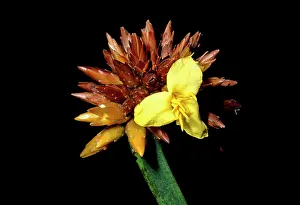 Roraima: Stegolepis guianensis, Summit of Mount Roraima