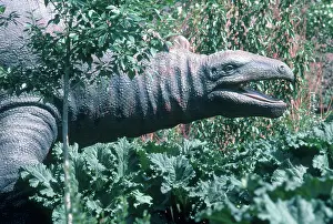 Calgary: Stegosaurus