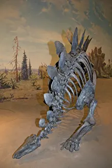 Stegosaurus: Stegosaurus armatus