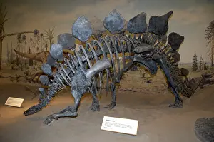 Stegosaurus: Stegosaurus armatus