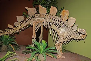 Armored: Stegosaurus Dinosaur