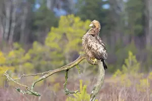 Moorland: Steinadler