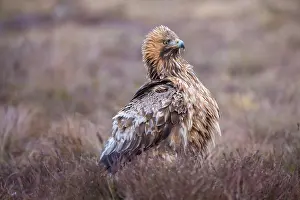 Moorland: Steinadler