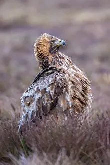Moorland: Steinadler
