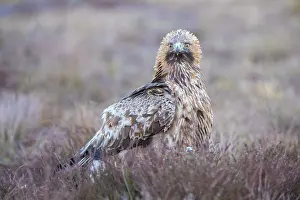 Moorland: Steinadler