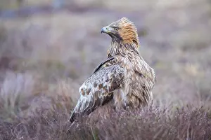 Moorland: Steinadler