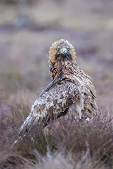 Moorland: Steinadler