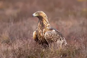 Moorland: Steinadler