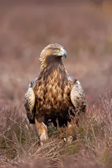 Moorland: Steinadler