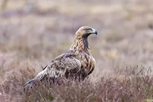 Moorland: Steinadler