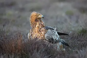 Moorland: Steinadler