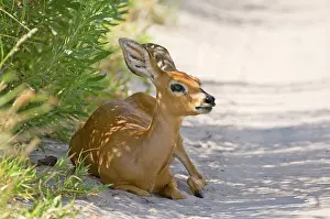 Campestris: Steinbuck / Steinbok / Steenbok - resting in shade