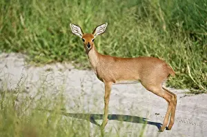 Campestris: Steinbuck / Steinbok / Steenbok - side view standing