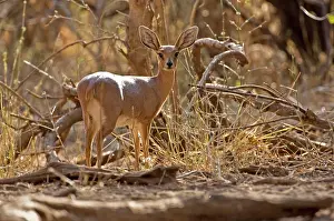 Campestris: Steinbuck - back view looking over its shoulder