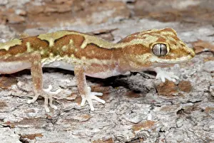 Geckoes: Steindachner's Gecko
